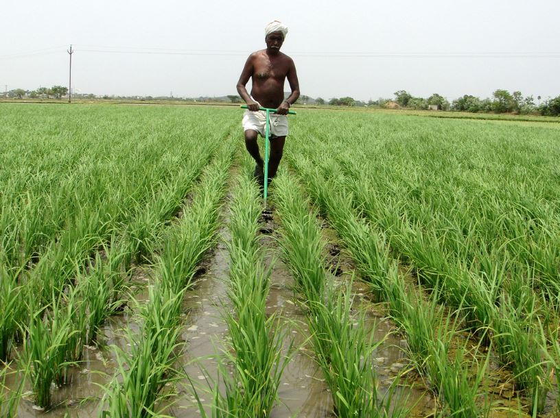 Famous Rice Varieties In Tamil Nadu